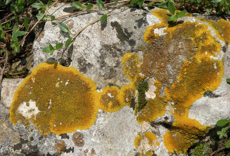 Lichene crostoso